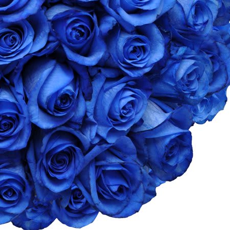 Blue Roses!