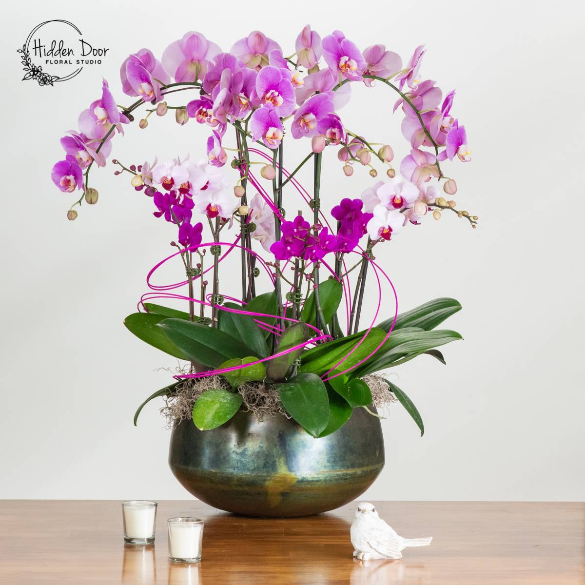 The Ultimate Guide to Phalaenopsis Orchids Care