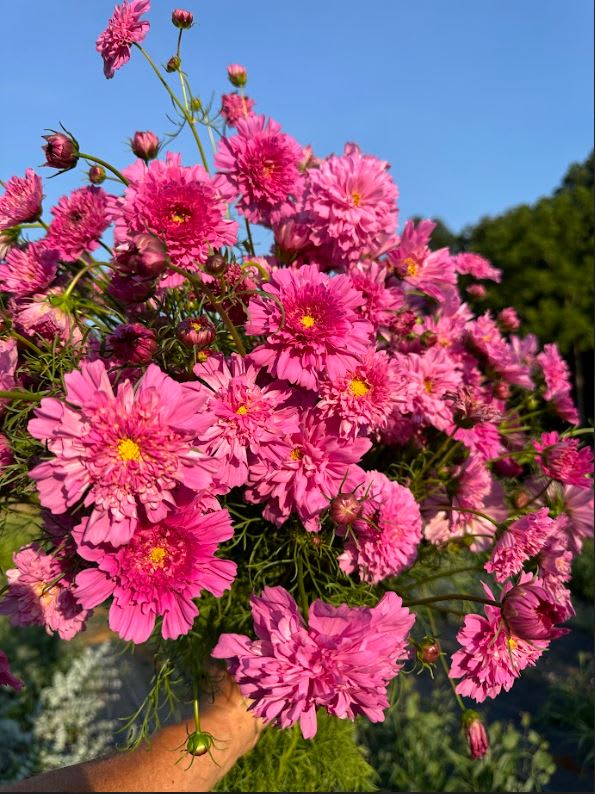 Why Choose Local Baltimore Florists