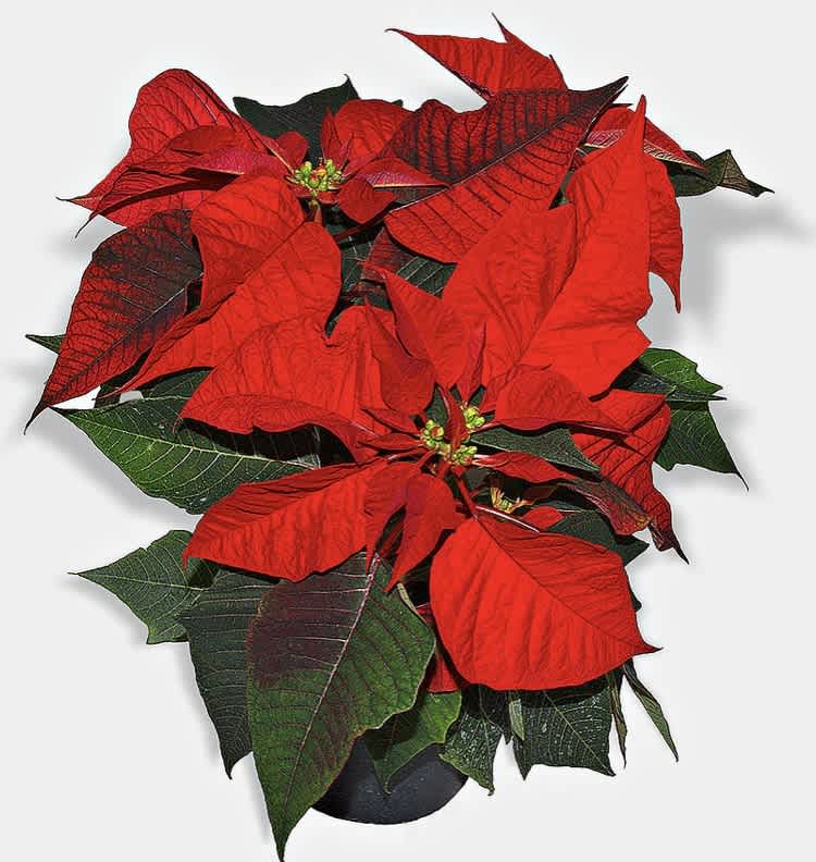 How to Care for Your Poinsettia