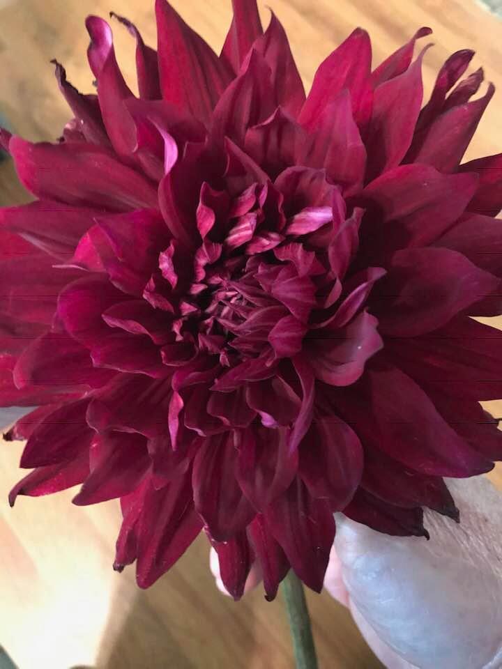 Dahlias