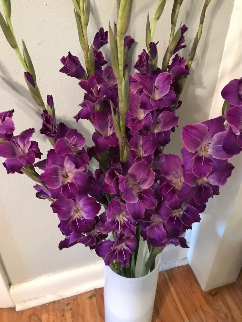 Stunning Gladiolas 