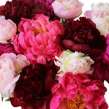 Peonies