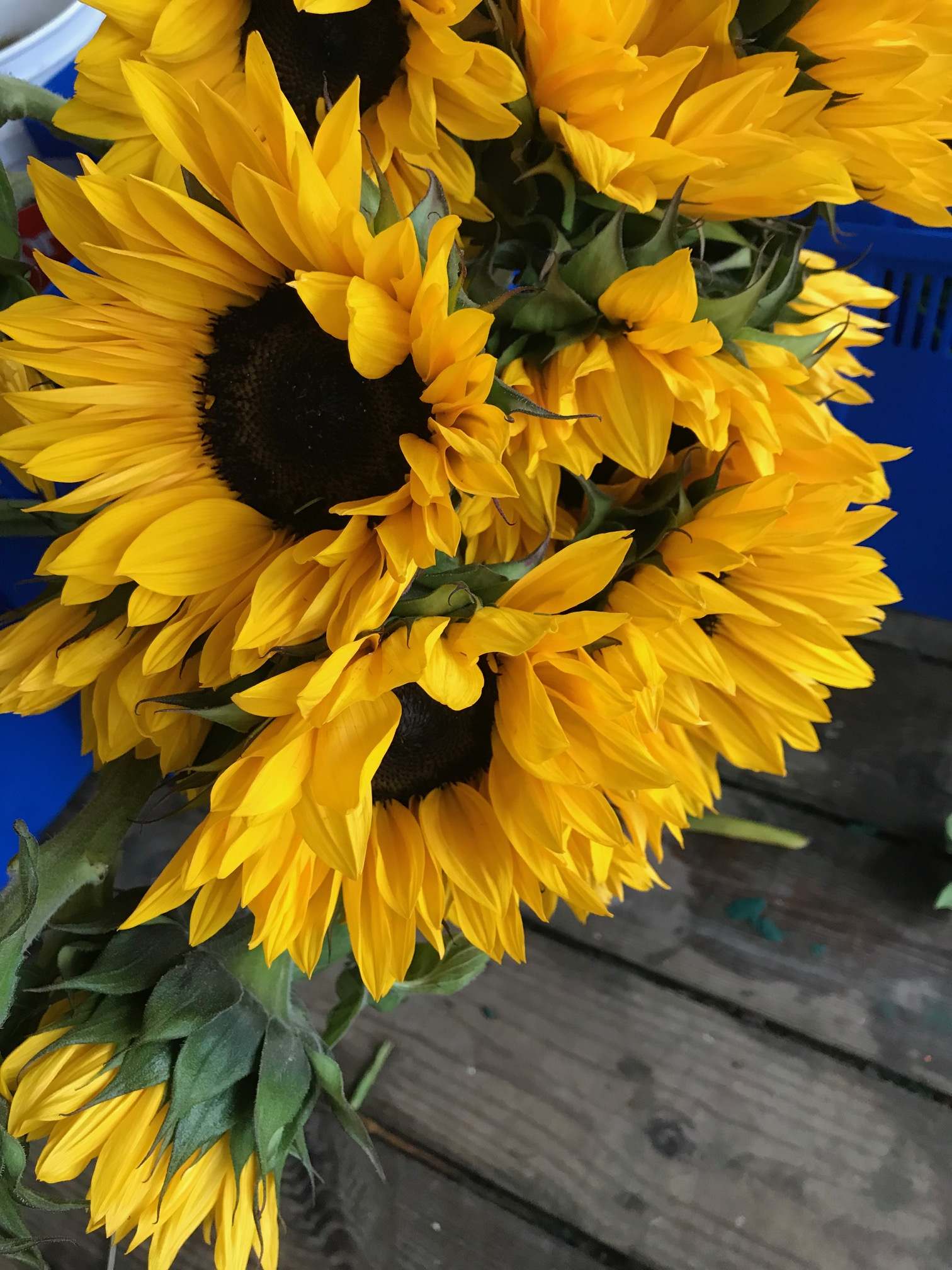 Sunflowers