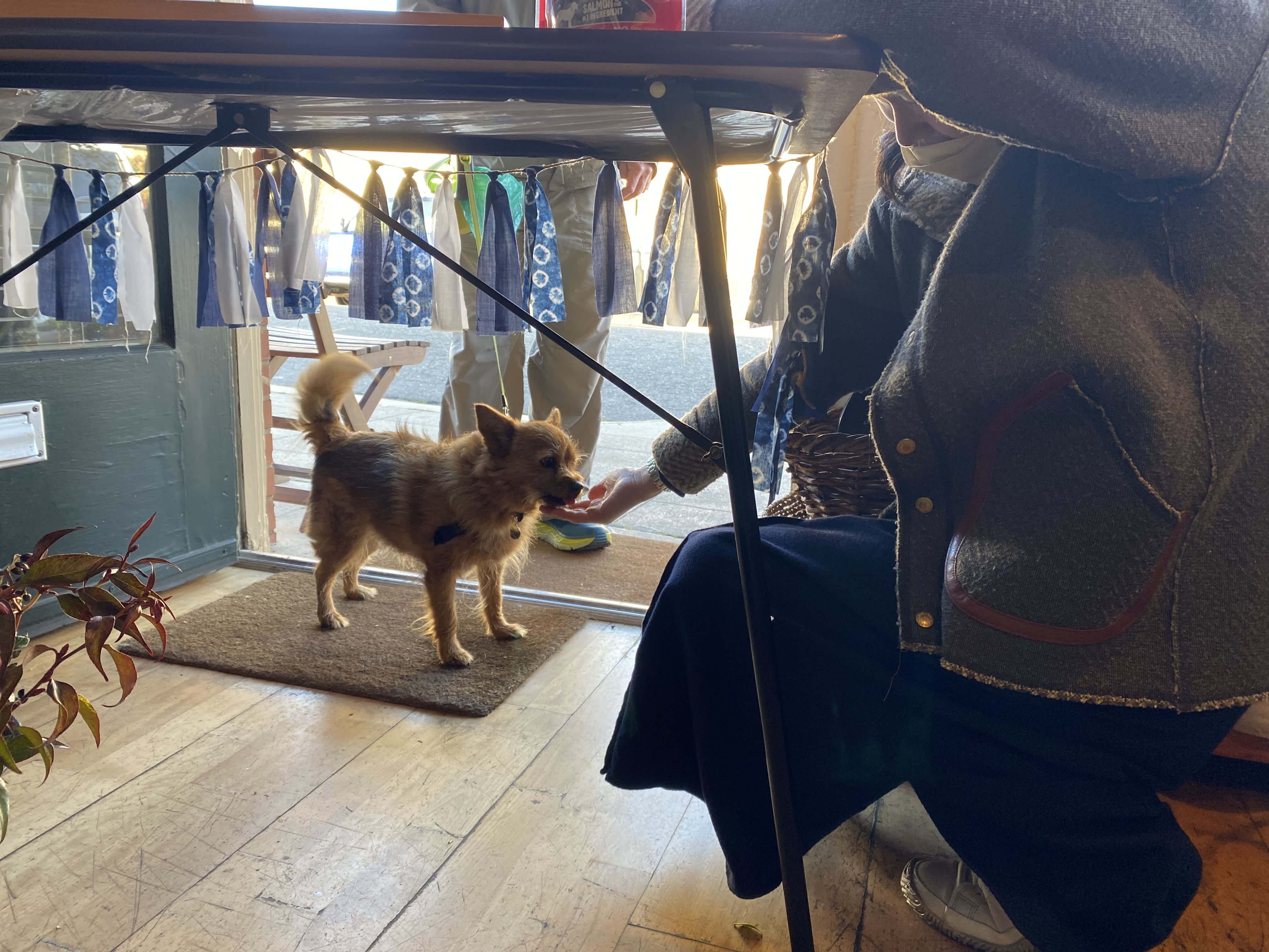 A Different Kind of Yelp Review at Momo's Flowers.