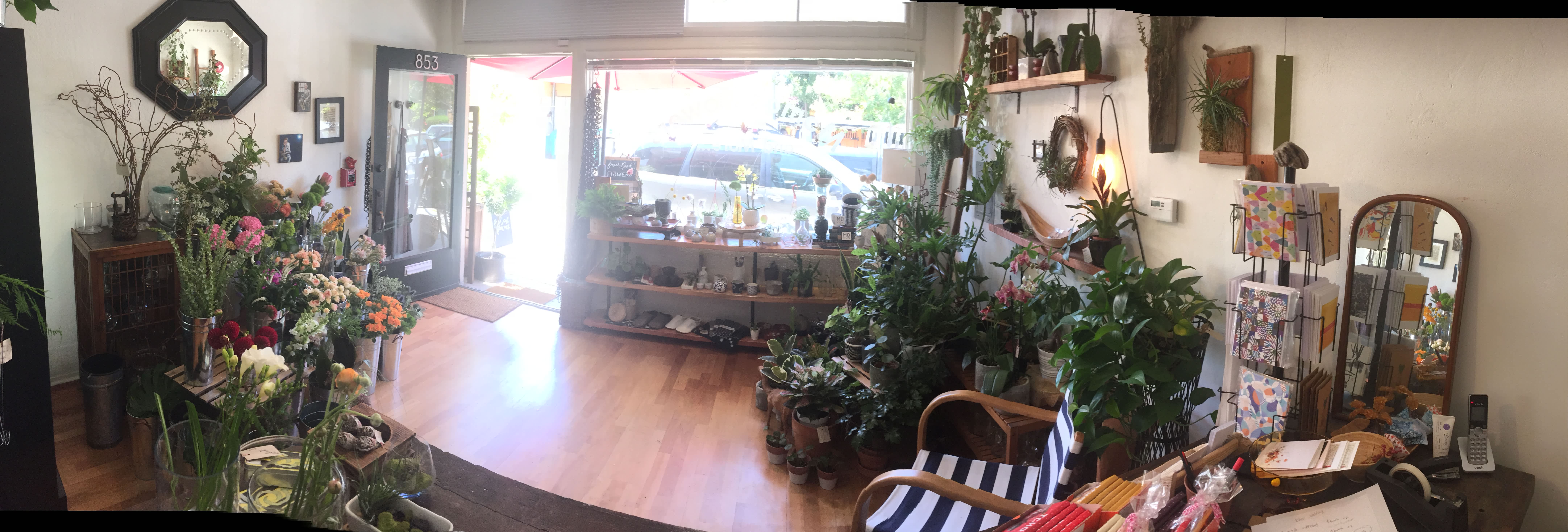 Momo's in the Afternoon...