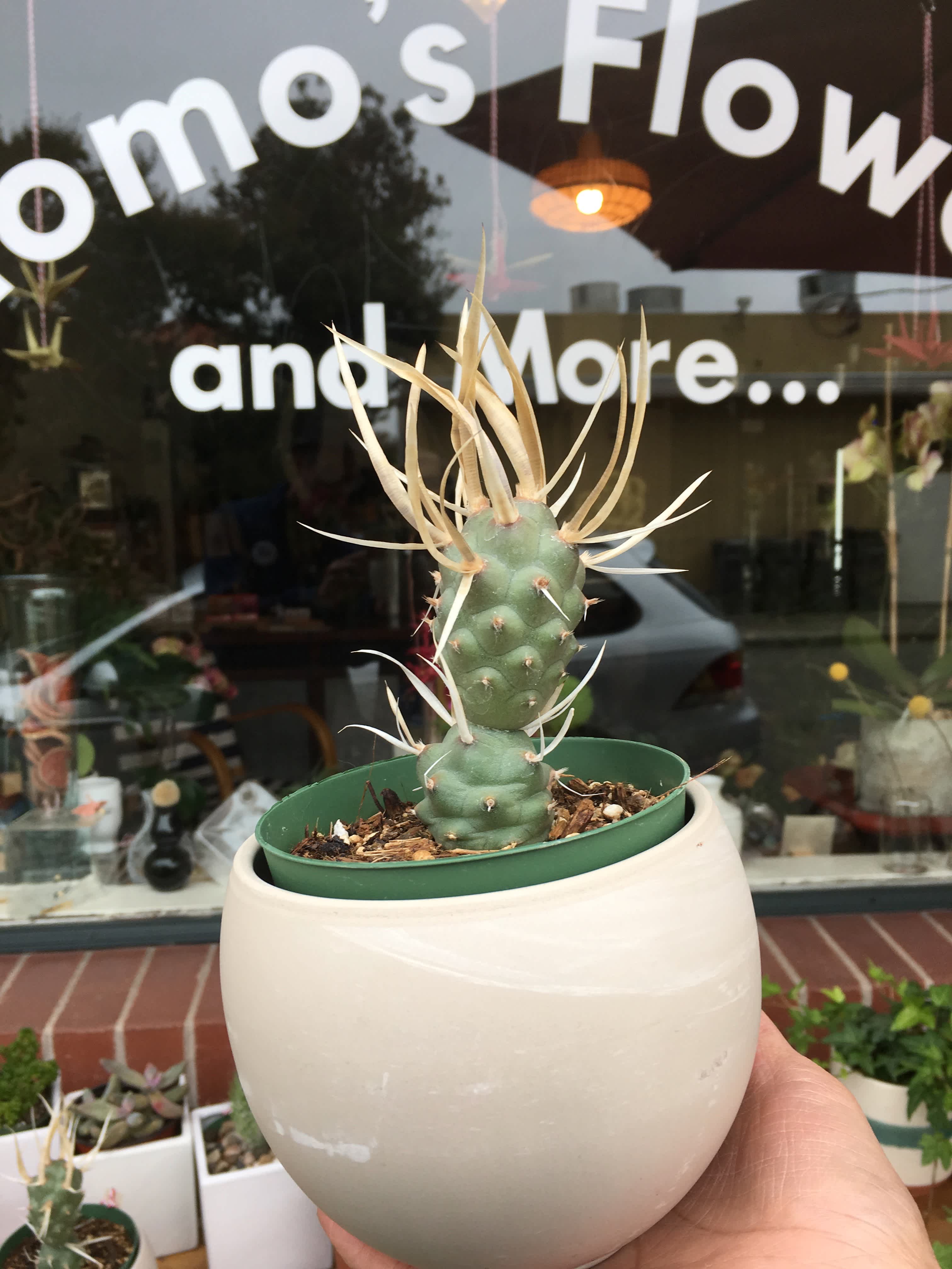 The More at Momo's Flowers and More.