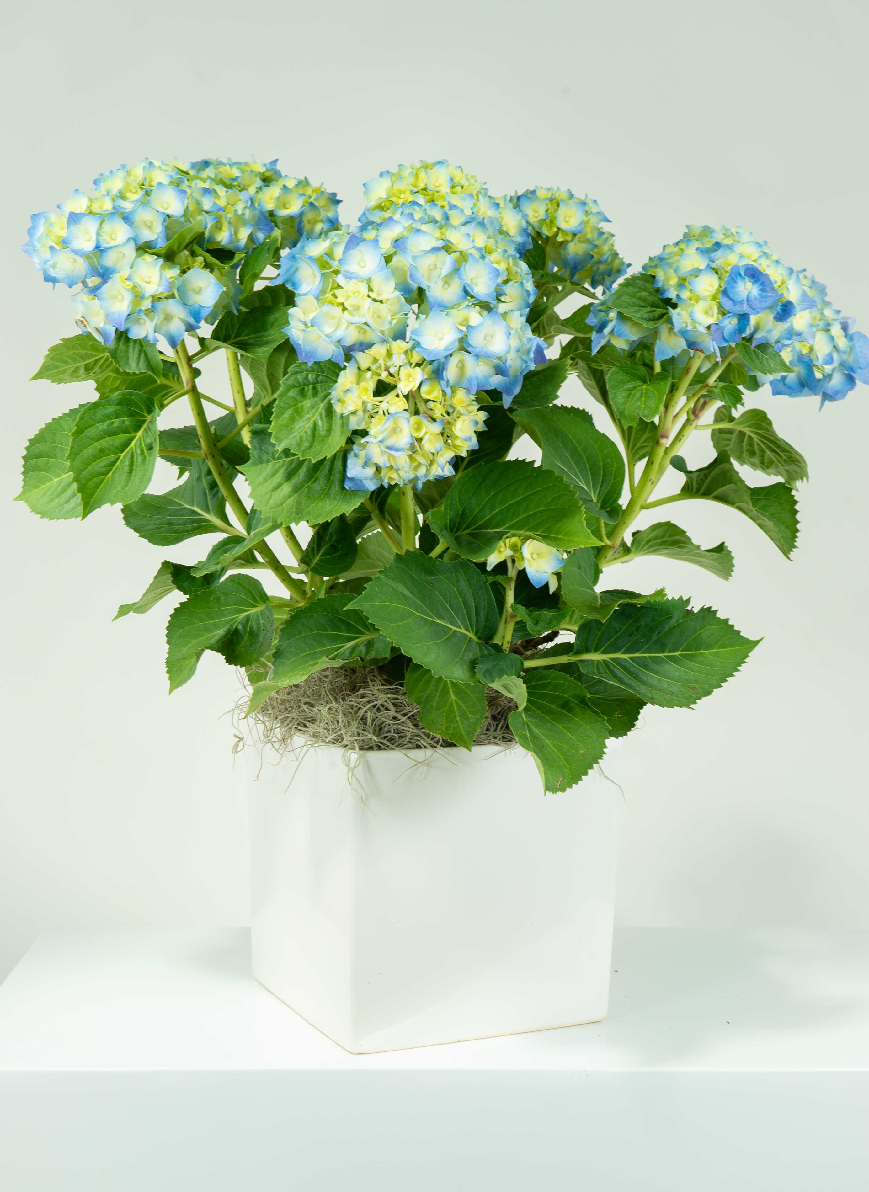  Caring for Hydrangea Plants
