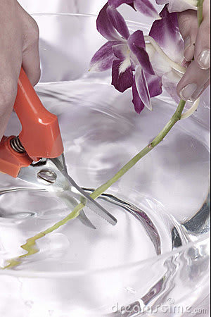 Flower stem cutting image from www.dreamstime.com