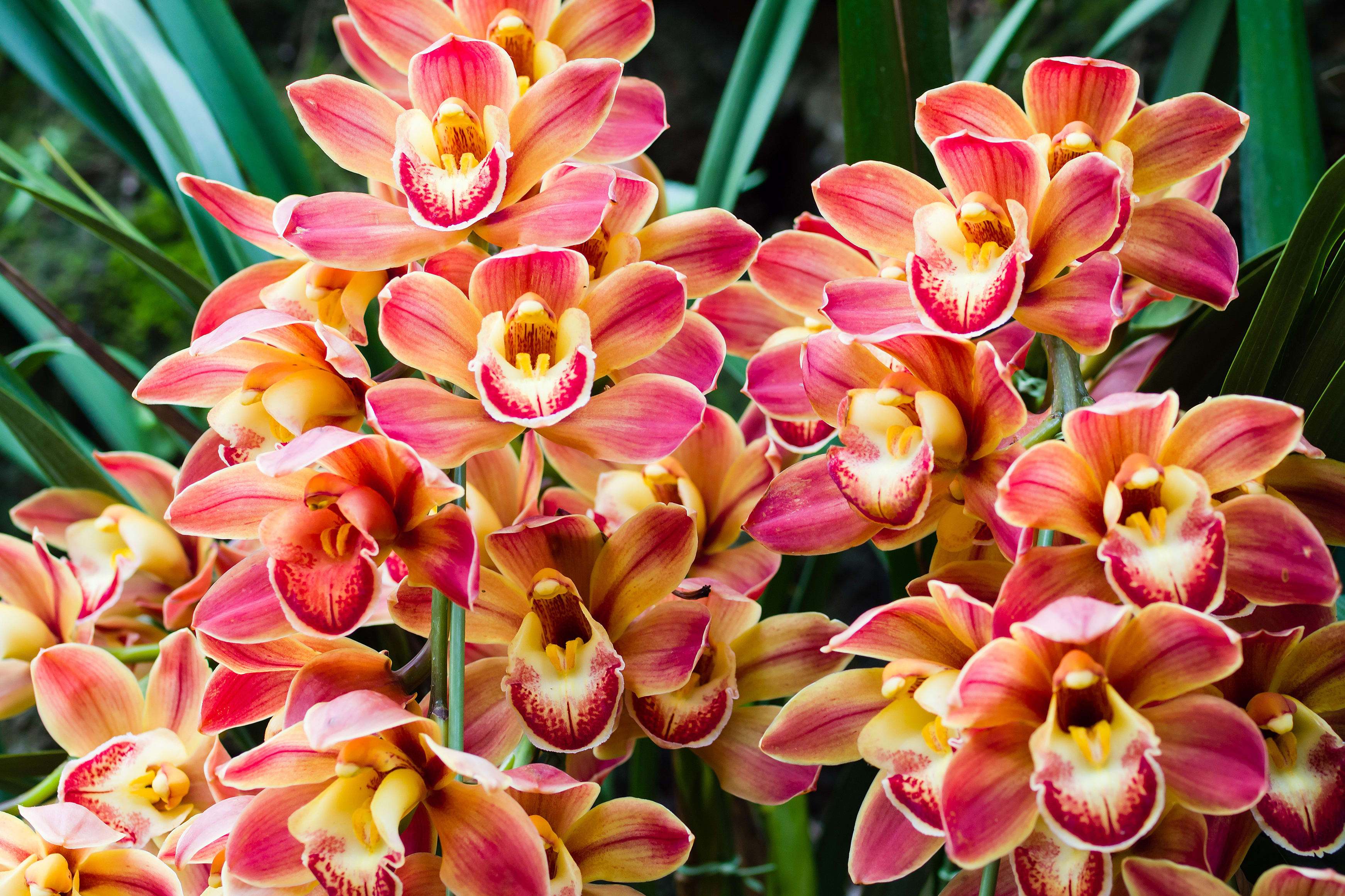 Deltona Florist Flower Delivery by Blossom Bokay Florist