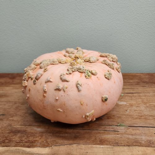 Pale green pumpkin with natural knobs and an unusual shape, showing the unique character I look for when choosing pumpkins for floral design.