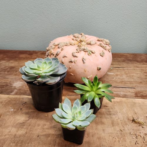 Behind-the-scenes photo of a green pumpkin and succulents in containers before creating a Pumpkin Succulent arrangement.
