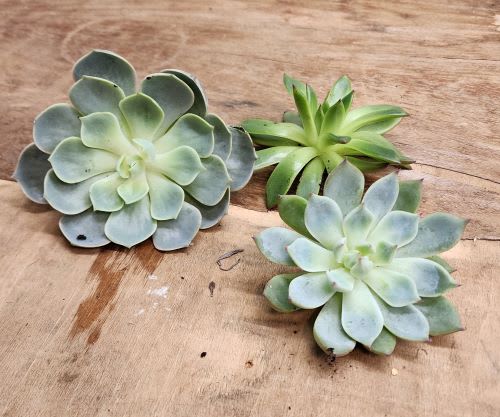 Succulents prepared for designing onto a pumpkin, showing a variety of shapes and textures before creating a Pumpkin Succulent arrangement.