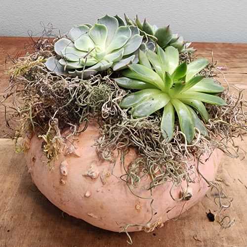 Pale orange pumpkin with moss and succulents before adding dried flowers and grasses to complete the Pumpkin Succulent design.