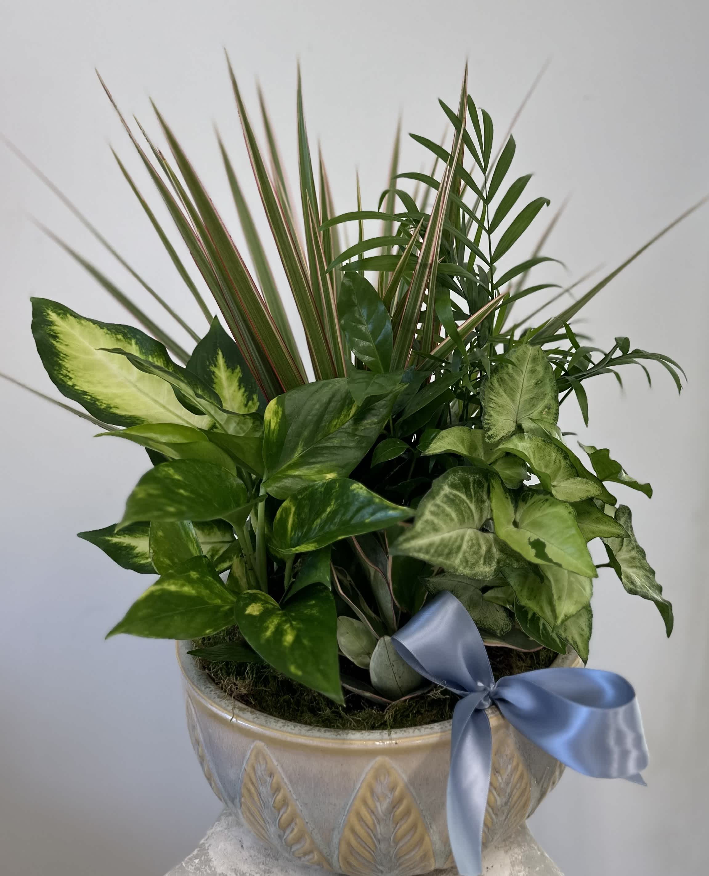 ​Dish Garden Transformation