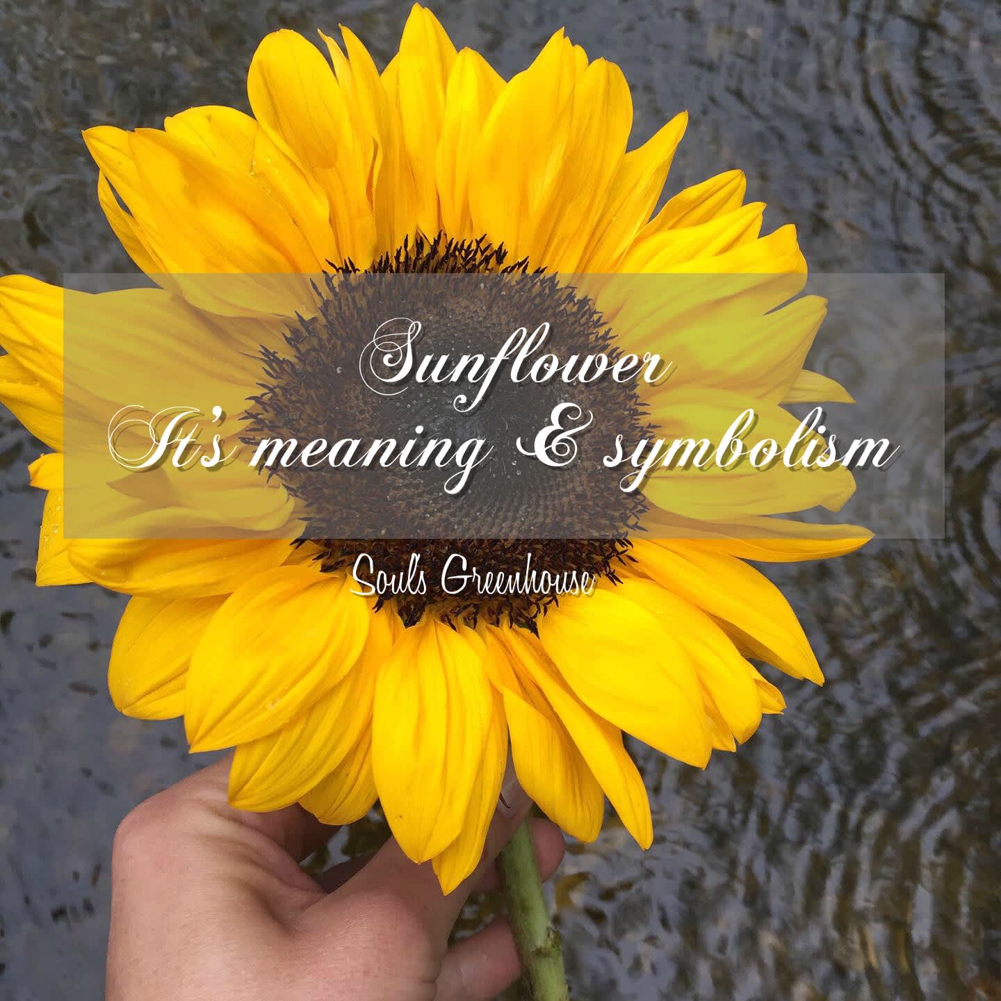 Sunflower: It's meaning & symbolism