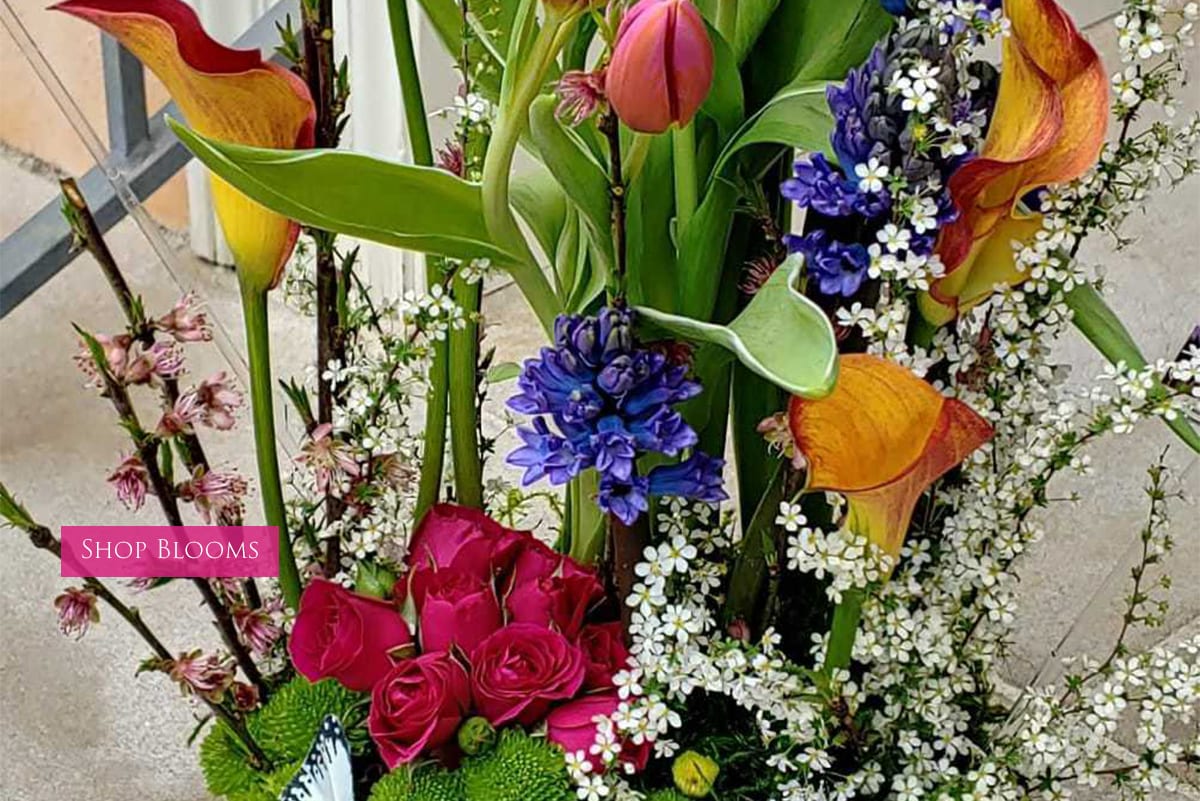 Charlotte Florist Flower Delivery by Rainbow Of Blossoms