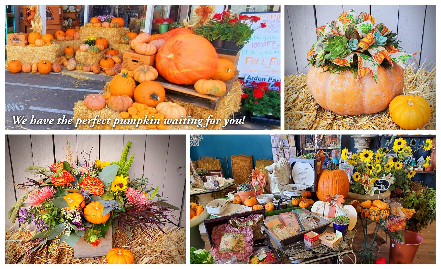 Fall is all about the pumpkins!!