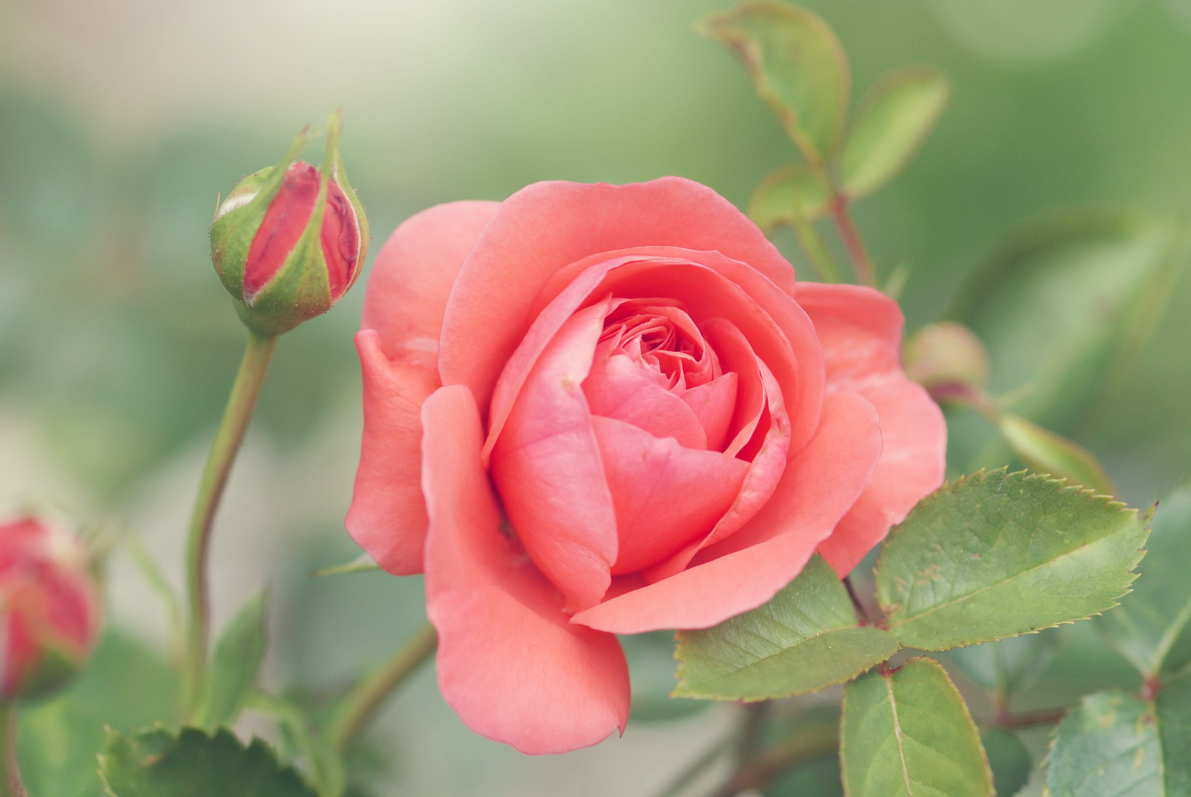 Symbolic Blooms: The Best Flowers for Mother's Day