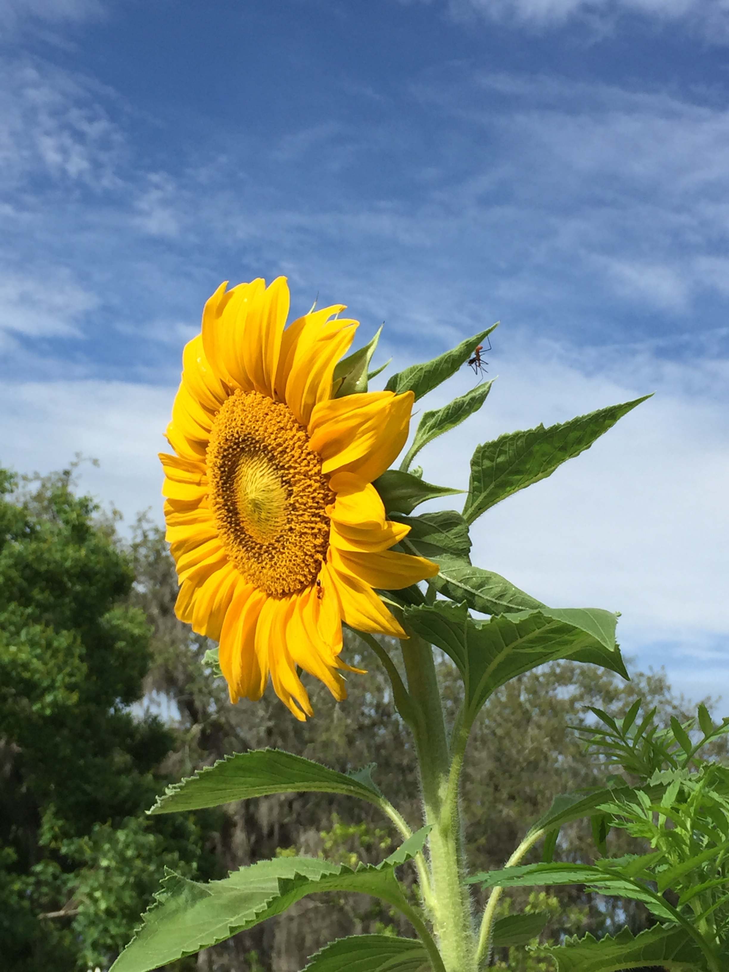 Flower Power by Ana Servigna