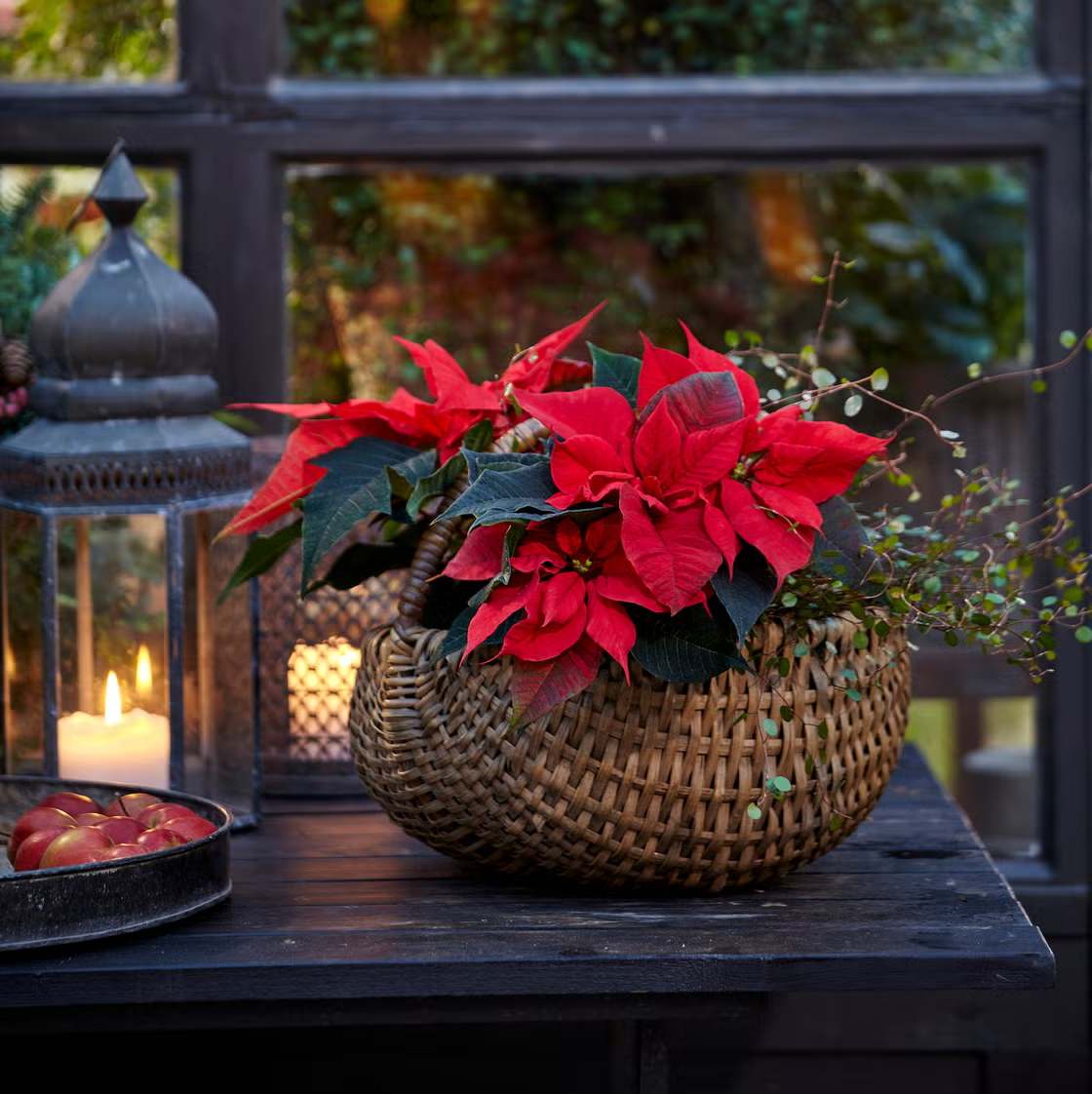Christmas Flowers That Make the Perfect Holiday Gift