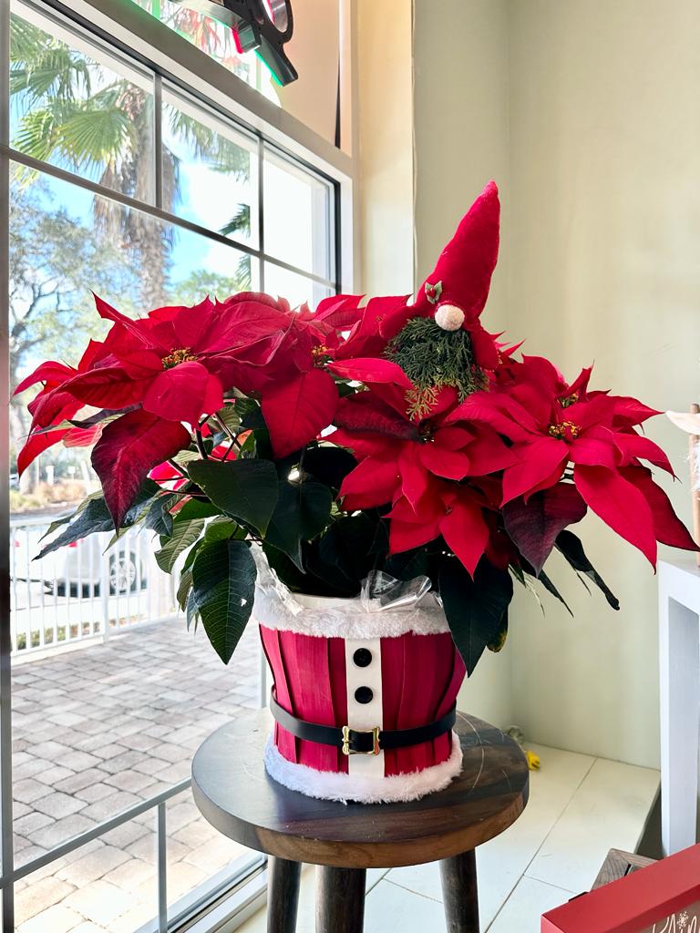 POINSETTIA PLANT for your Holidays Decor!