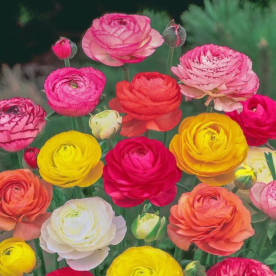 Ranunculus - The flower for charm. 