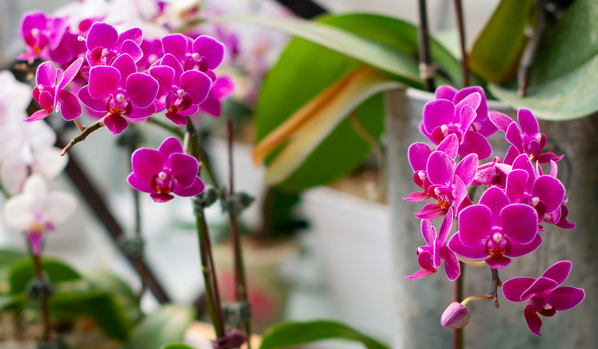 Madison Florist Flower Delivery by Metcalfe's Floral Studio