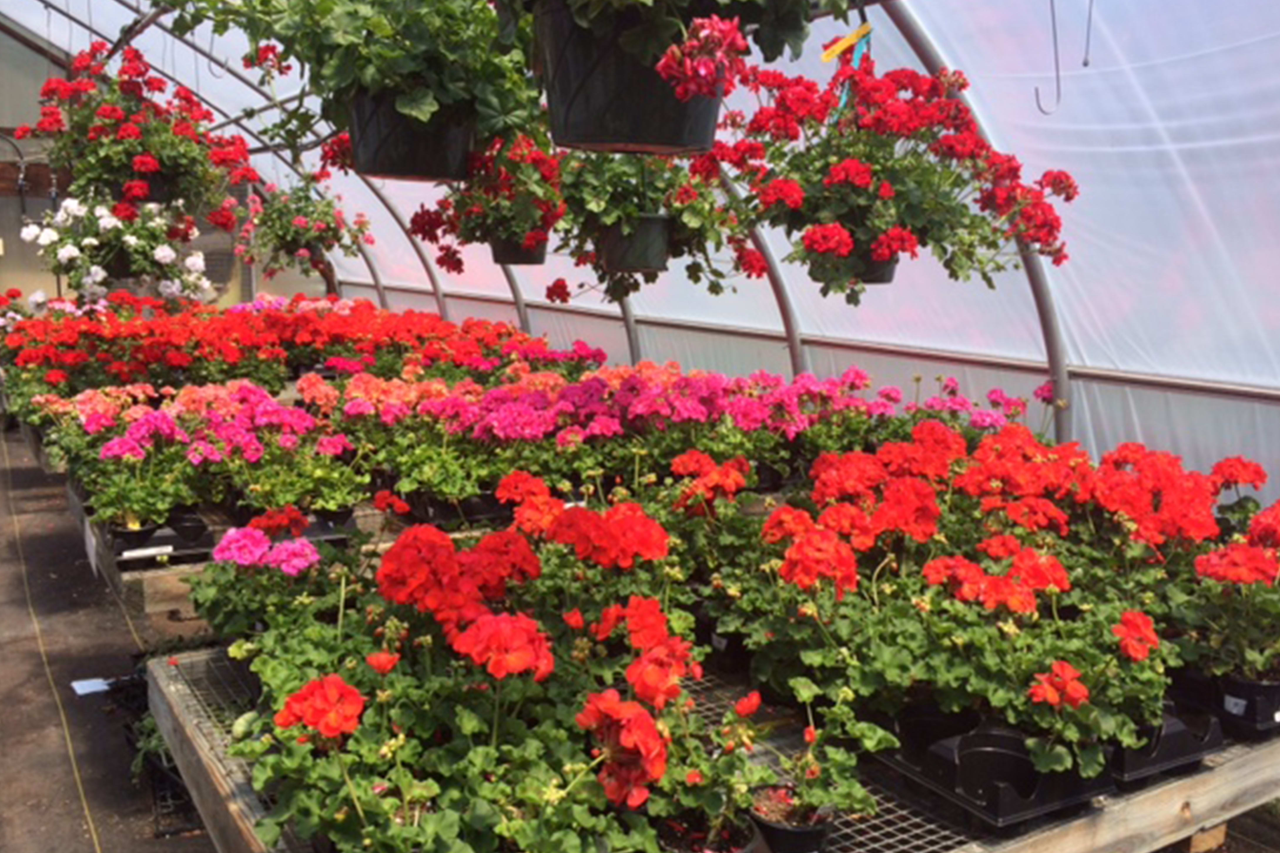 BOOTHBAY HARBOR Florist Flower Delivery by Boothbay Region Greenhouses