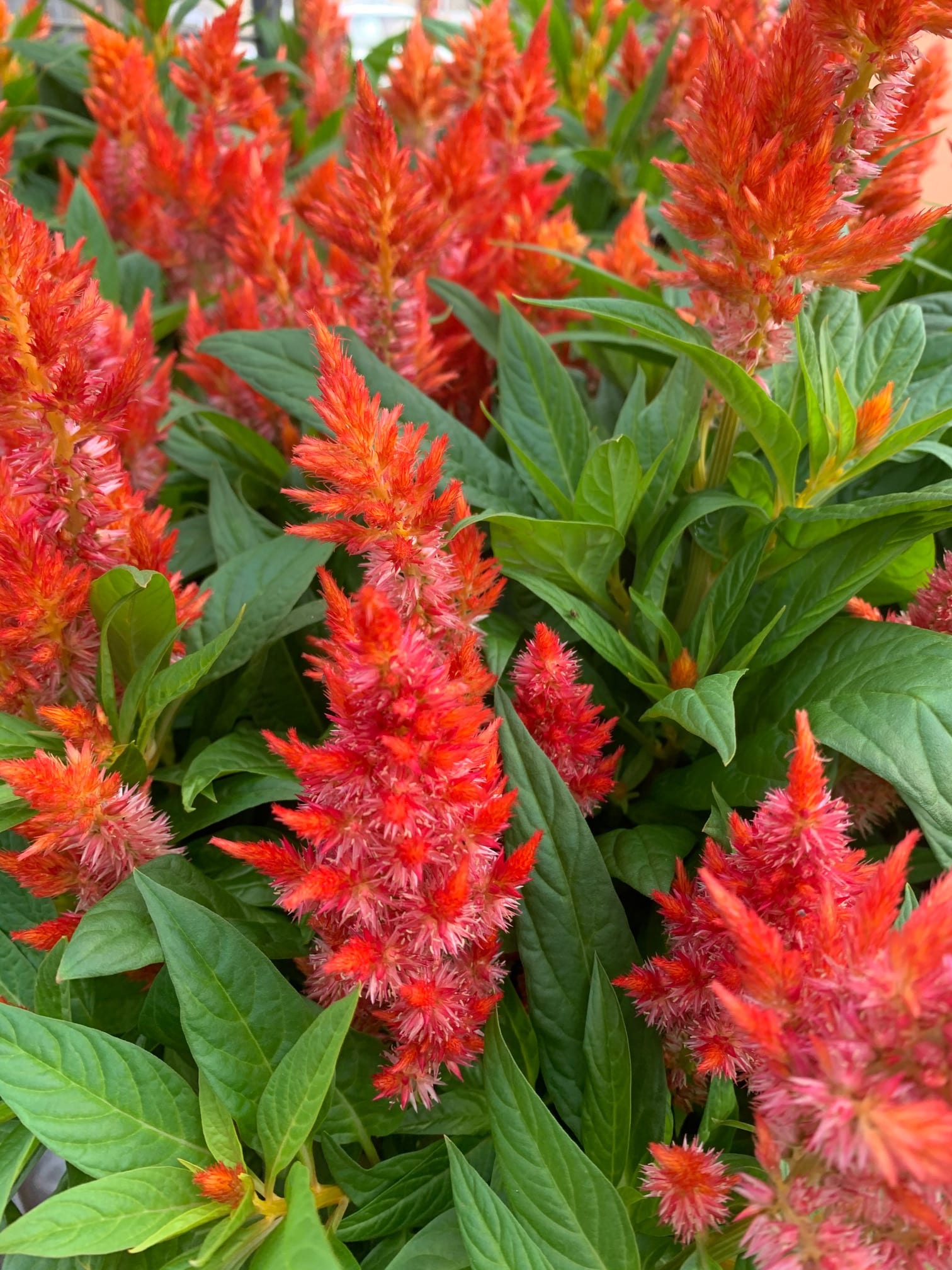 Highlands Florist Flower Delivery by In the Garden