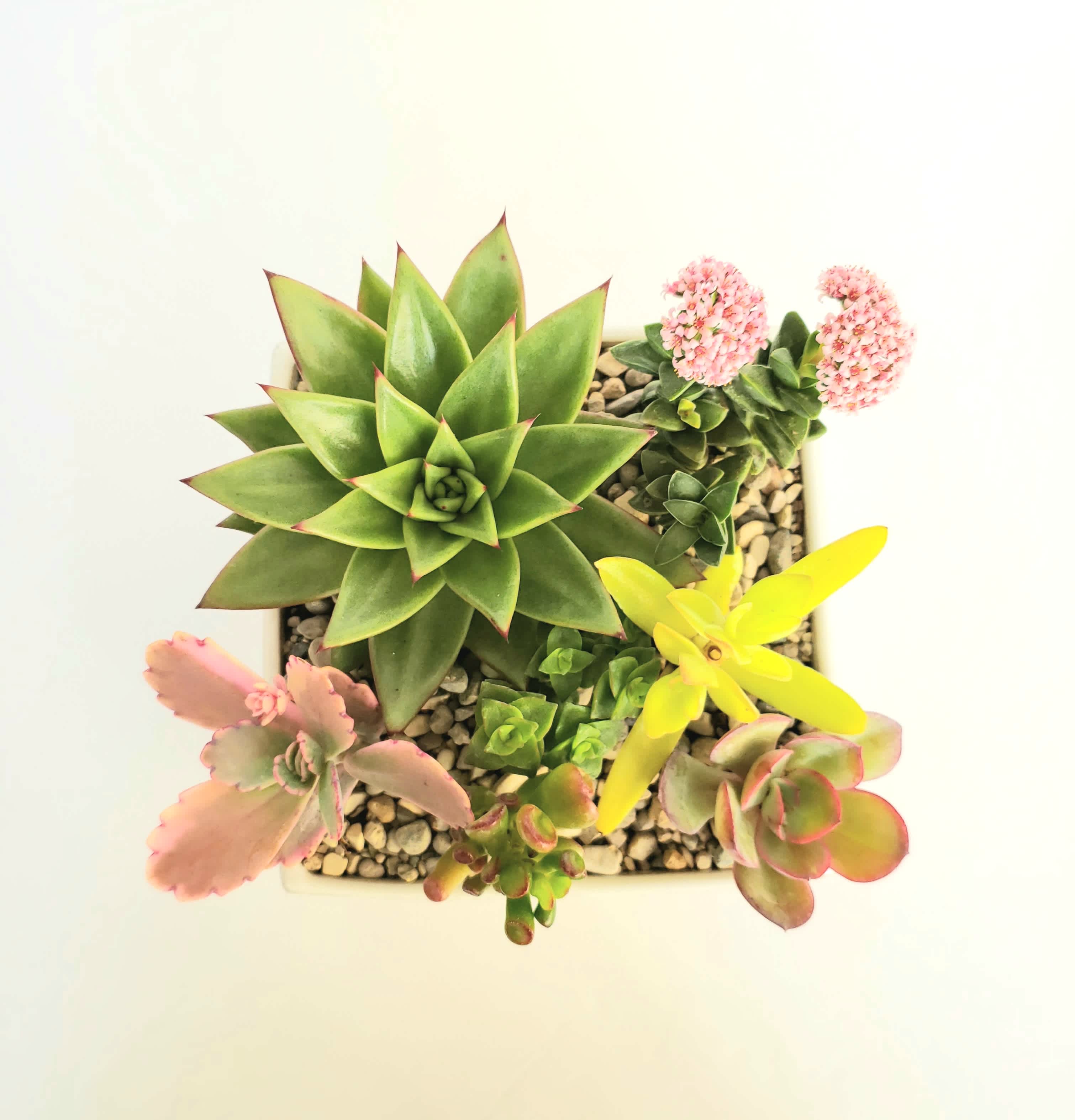 How to care for succulents
