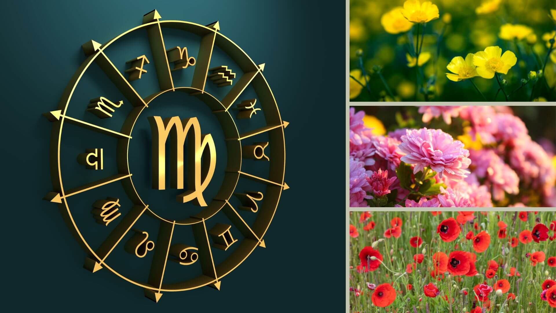 What is My Zodiac Flower - Virgo