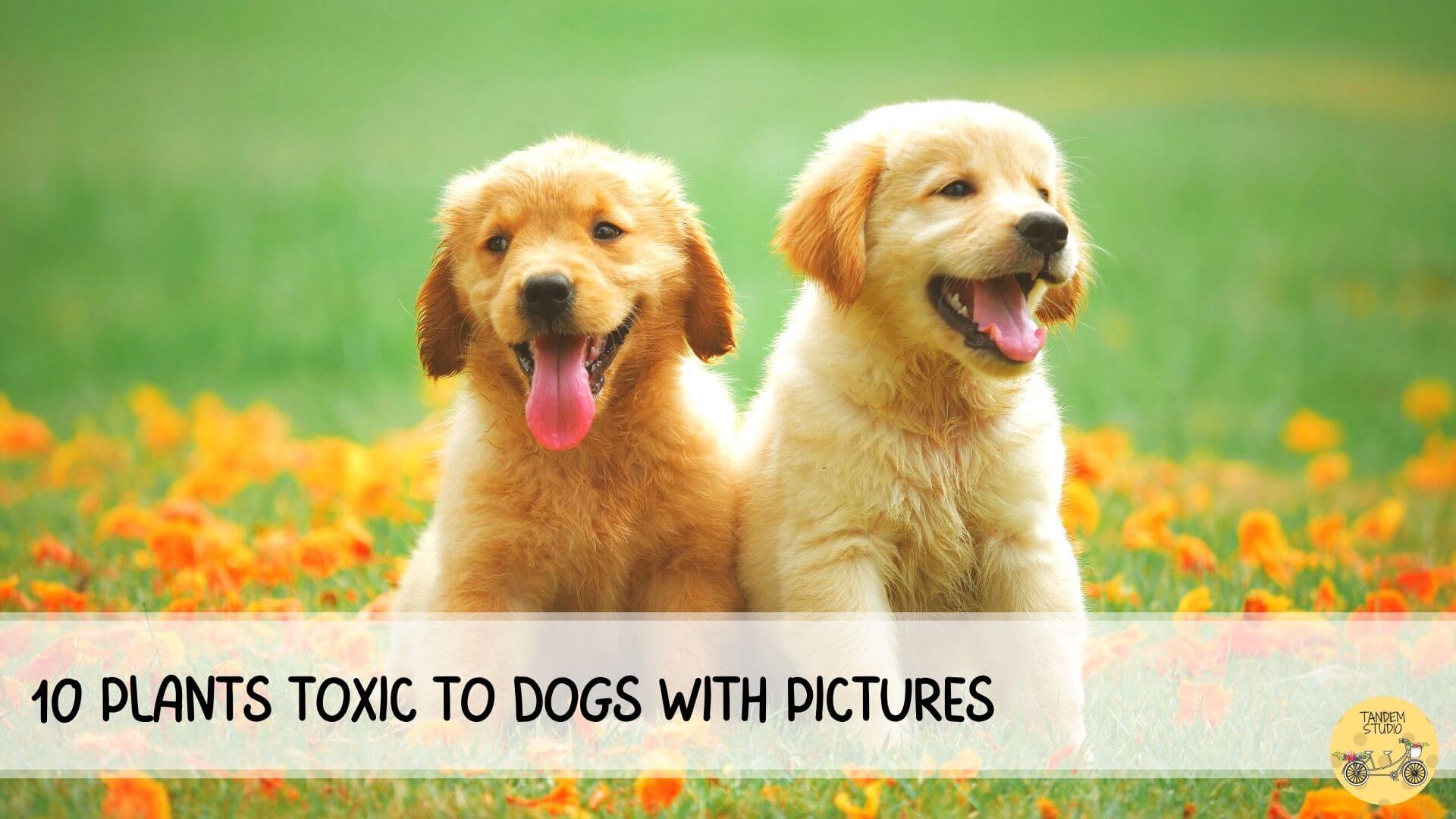10 Plants Toxic To Dogs With pictures