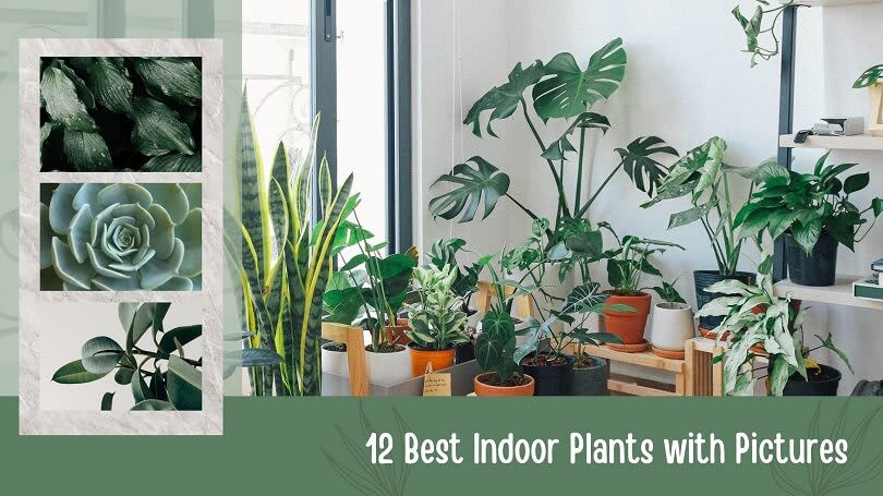 12 Best Indoor Plants with Pictures