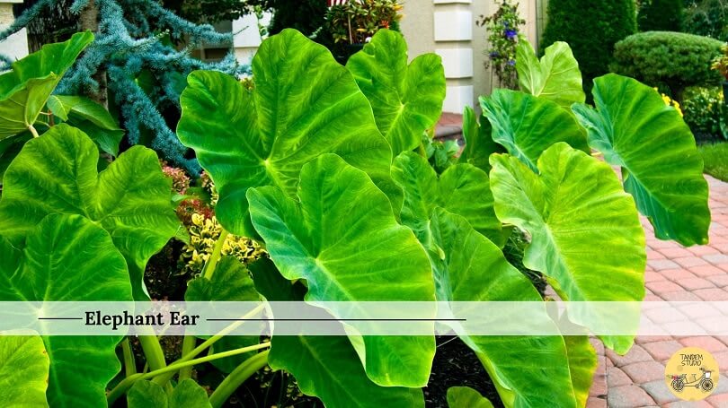 Elephant ear plant deals dangerous to dogs