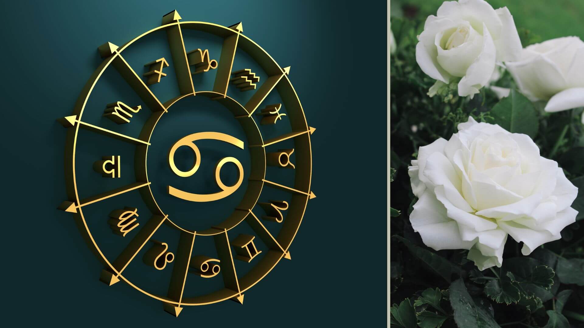 What Is My Zodiac Flower - Cancer