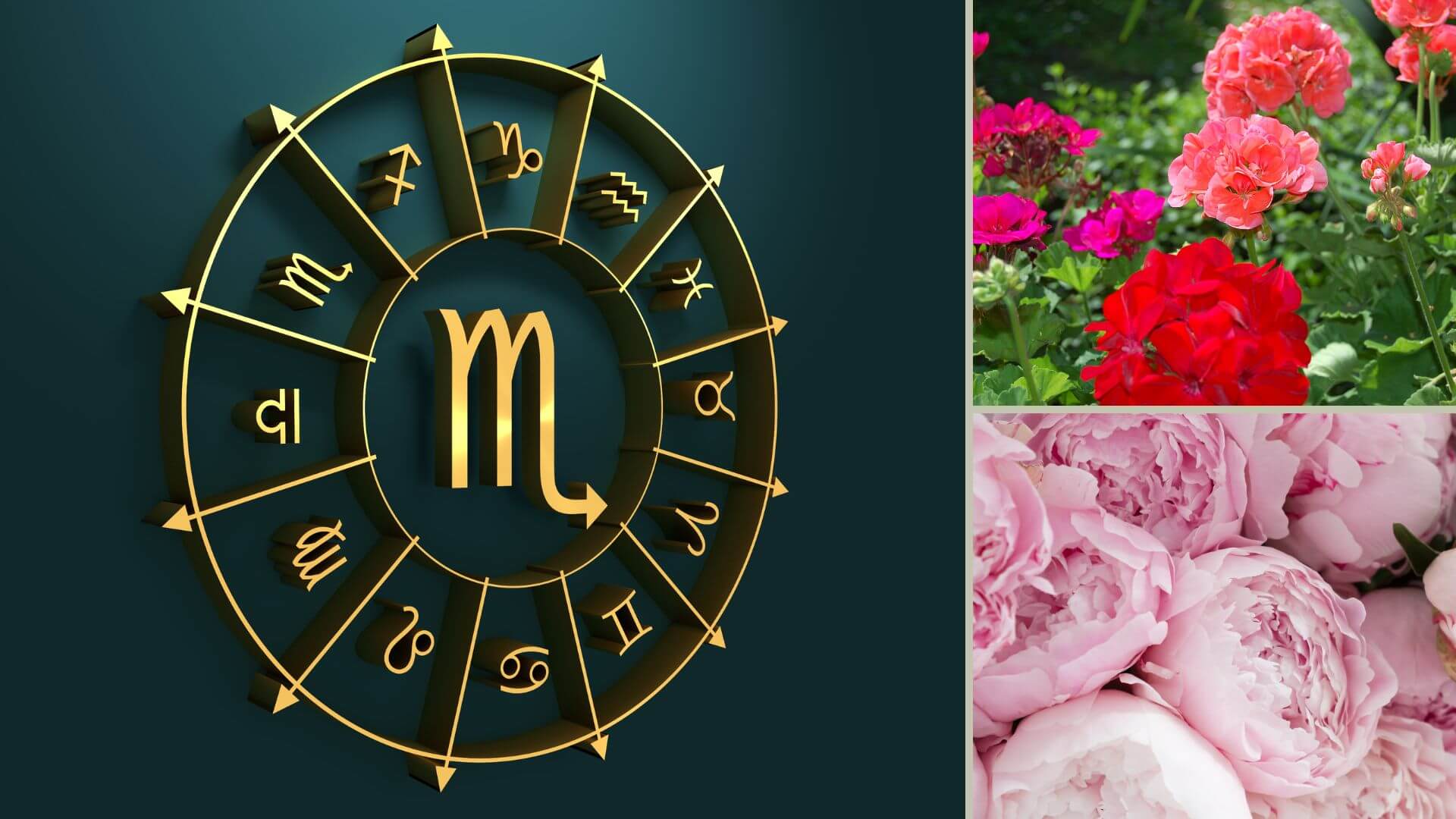 What is My Zodiac Flower – Scorpio