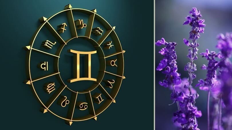 What Is My Zodiac Flower – Gemini