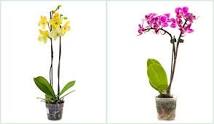 How to keep Orchid Plants for longer time.