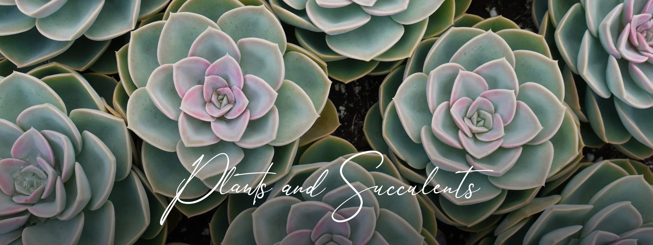 Whittier Florist Flower Delivery by Rosemill Florist