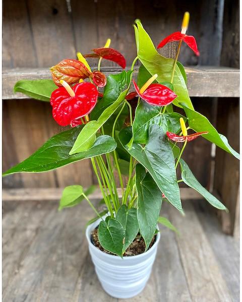 Anthurium Care Guide