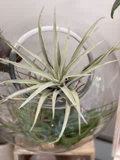 Air Plant Care