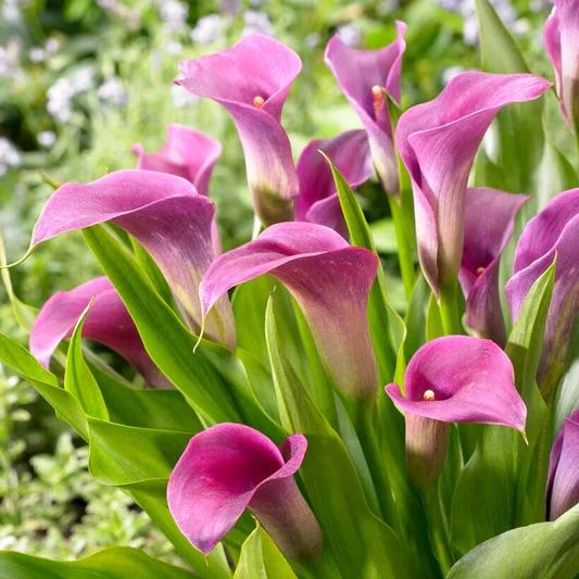 Potted Calla Lily Care