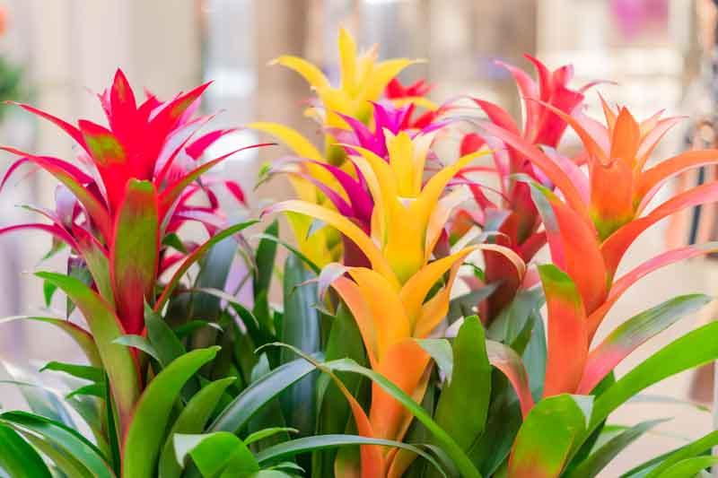 Bromeliad Care