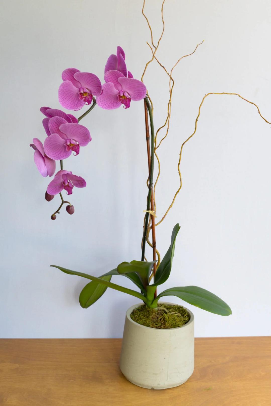 Potted Orchid Care