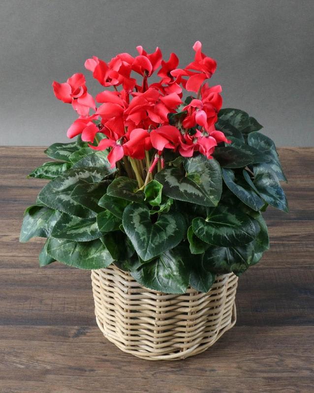 Cyclamen Care