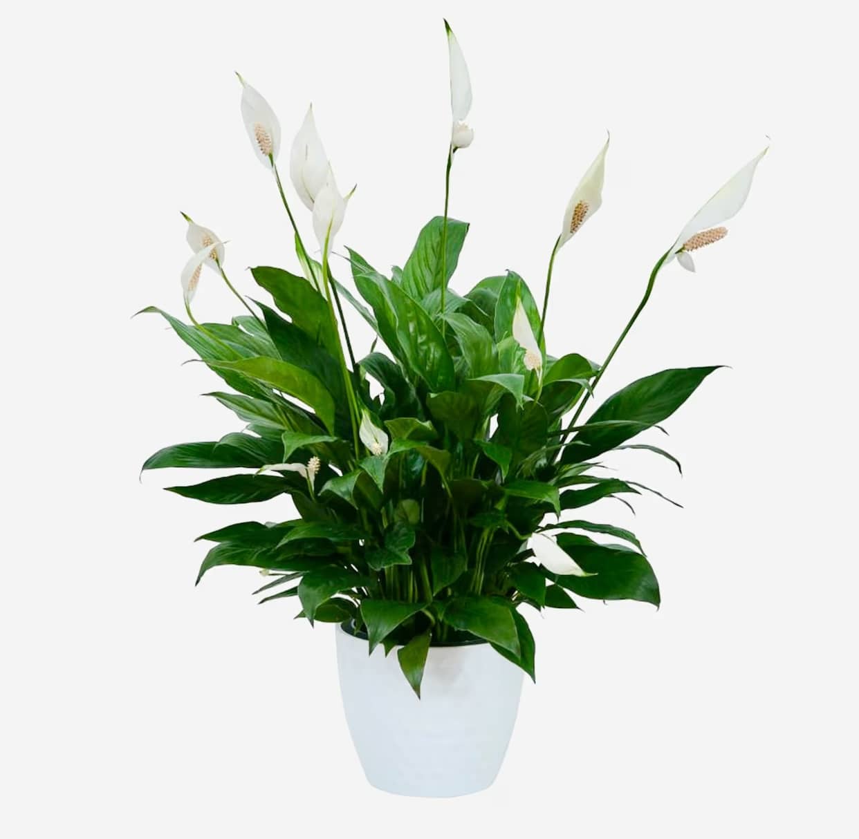 Peace Lily Care