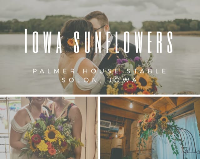 Iowa Sunflowers