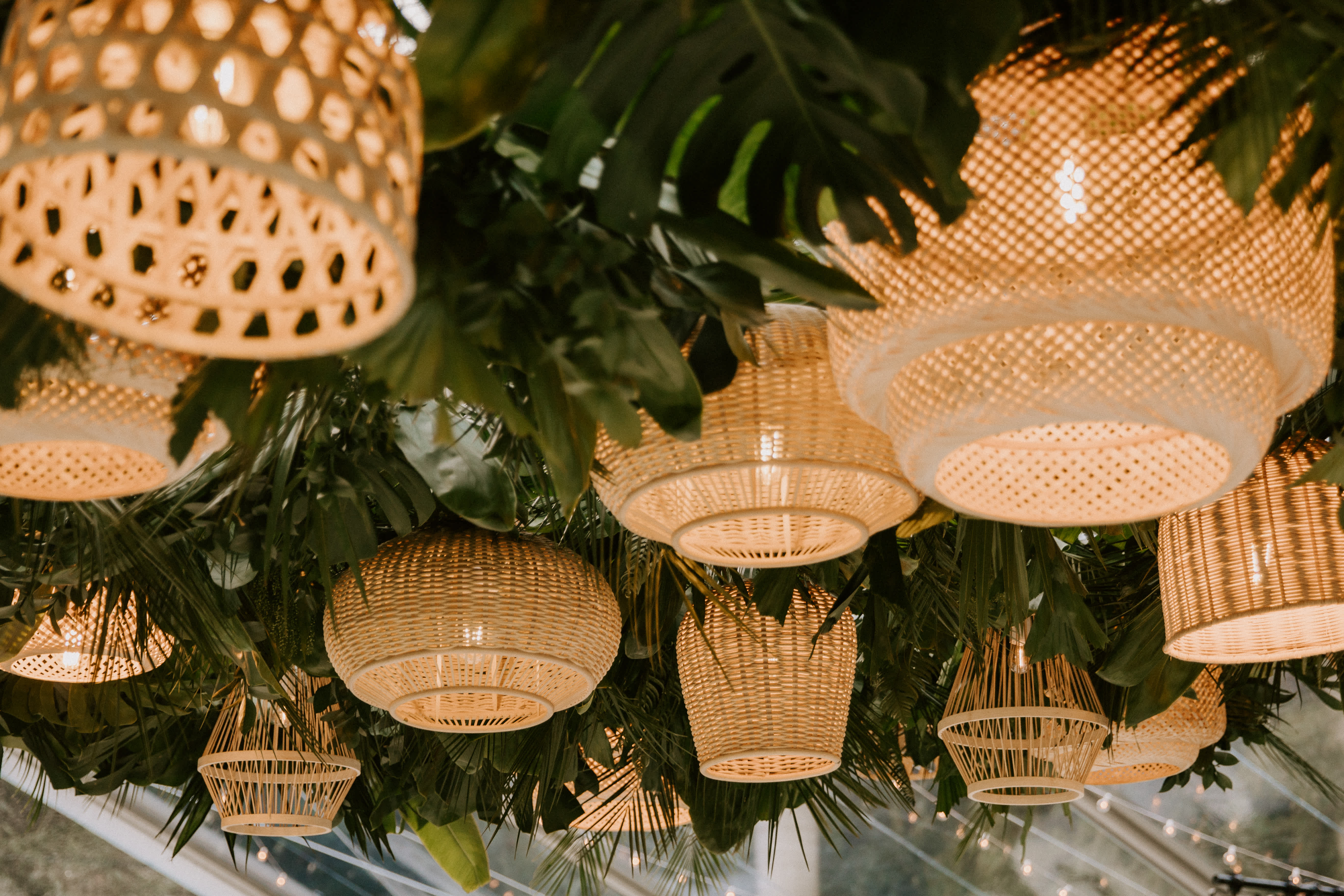 White Orchids & Tropical Greens Photos by  Meagan Puett