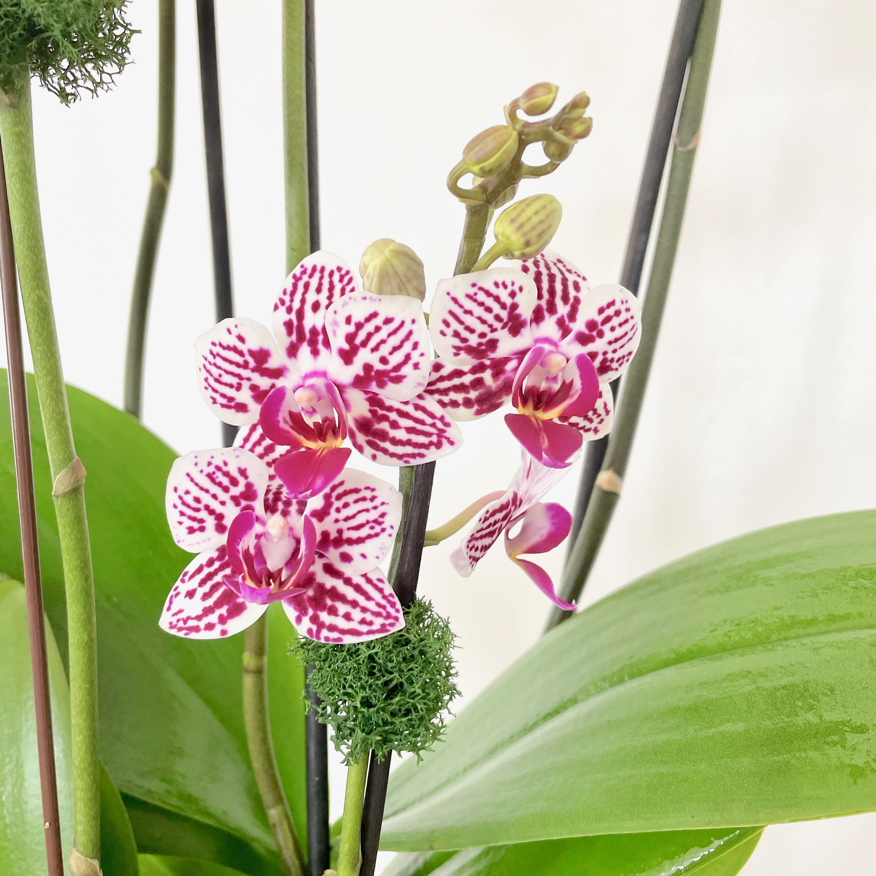 Is sphagnum moss an appropriate medium for Phalaenopsis orchids? I just  bought a Phalaenopsis that was planted in a small cup of sphagnum. Is it  safe to keep it that way, or